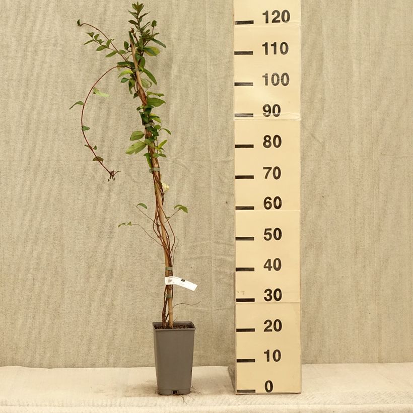 Example of Lonicera japonica Dart's world - Japanisches Geißblatt Topf mit 3L/4L as you get in automne