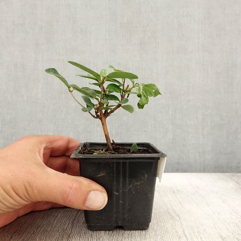 Example of Lonicera japonica Hall's Prolific - Japanisches Geißblatt Kleine Töpfe von 8/9 cm as you get in automne