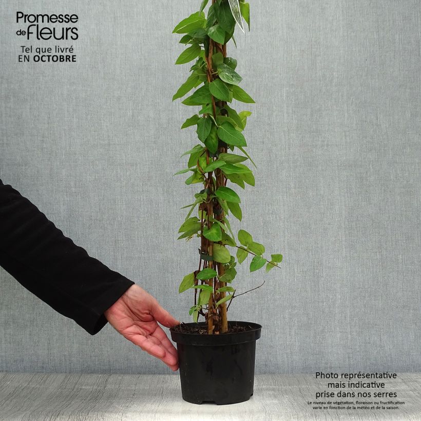 Example of Lonicera japonica Hall's Prolific - Japanisches Geißblatt Topf mit 2L/3L as you get in automne