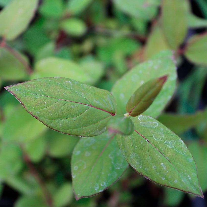 Lonicera japonica Sinensis - Japanisches Geißblatt (Foliage)