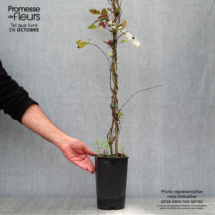 Example of Lonicera japonica Sinensis - Japanisches Geißblatt Topf mit 2L/3L as you get in automne