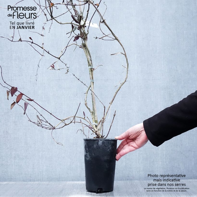 Exemplar von Lonicera japonica Sinensis - Japanisches Geißblatt Topf mit 2L/3L wie im Winter geliefert