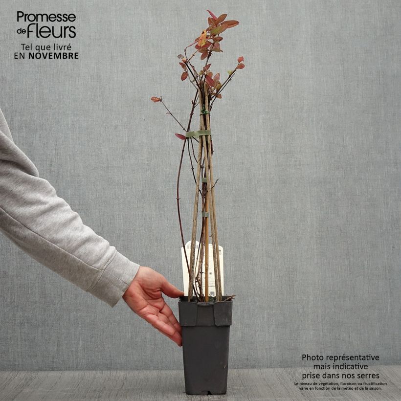 Example of Lonicera japonica Red World - Japanisches Geißblatt Topf mit 2L/3L as you get in automne