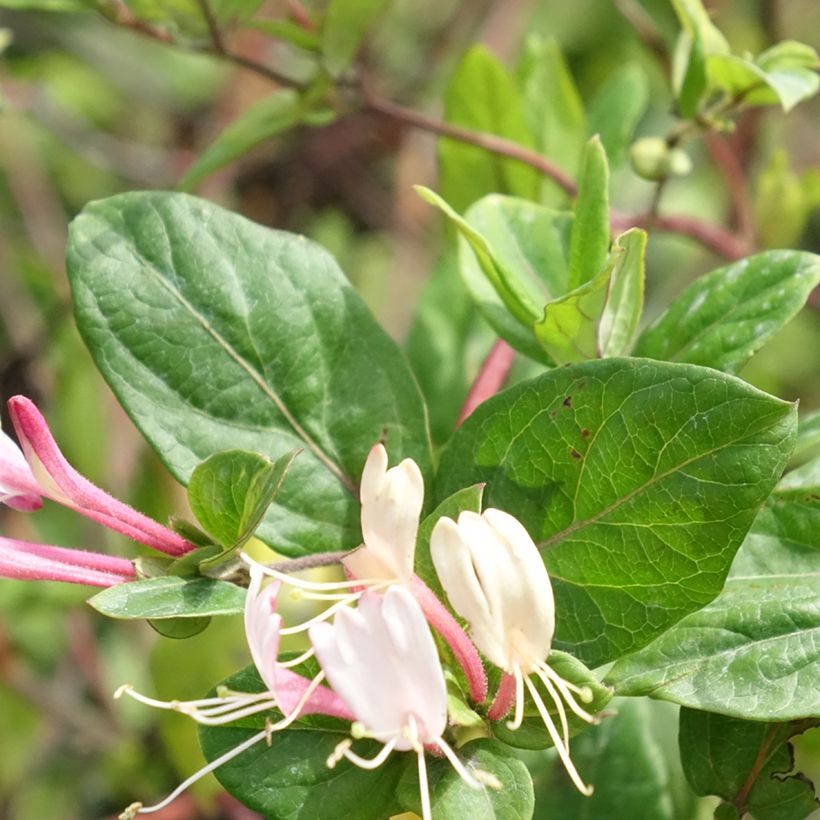 Lonicera japonica Red World - Japanisches Geißblatt (Foliage)