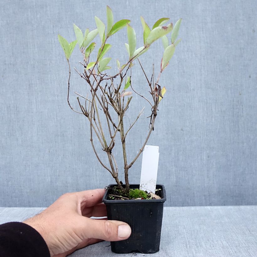 Exemplar von Lonicera heckrottii Gold Flame - Feuer-Geißblatt Kleine Töpfe von 8/9 cm wie im Herbst geliefert