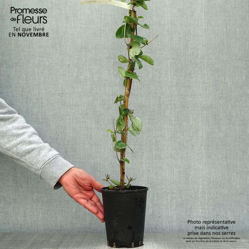 Example of Lonicera heckrottii Gold Flame - Feuer-Geißblatt Topf mit 2L/3L as you get in automne