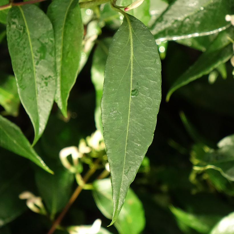Lonicera henryi Marinella - Immergrünes Geißblatt (Foliage)