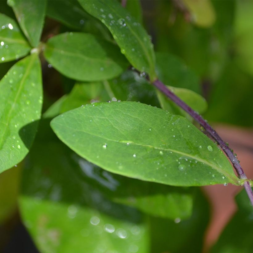 Lonicera periclymenum Caprilia Impérial - Wald-Geißschlinge (Foliage)