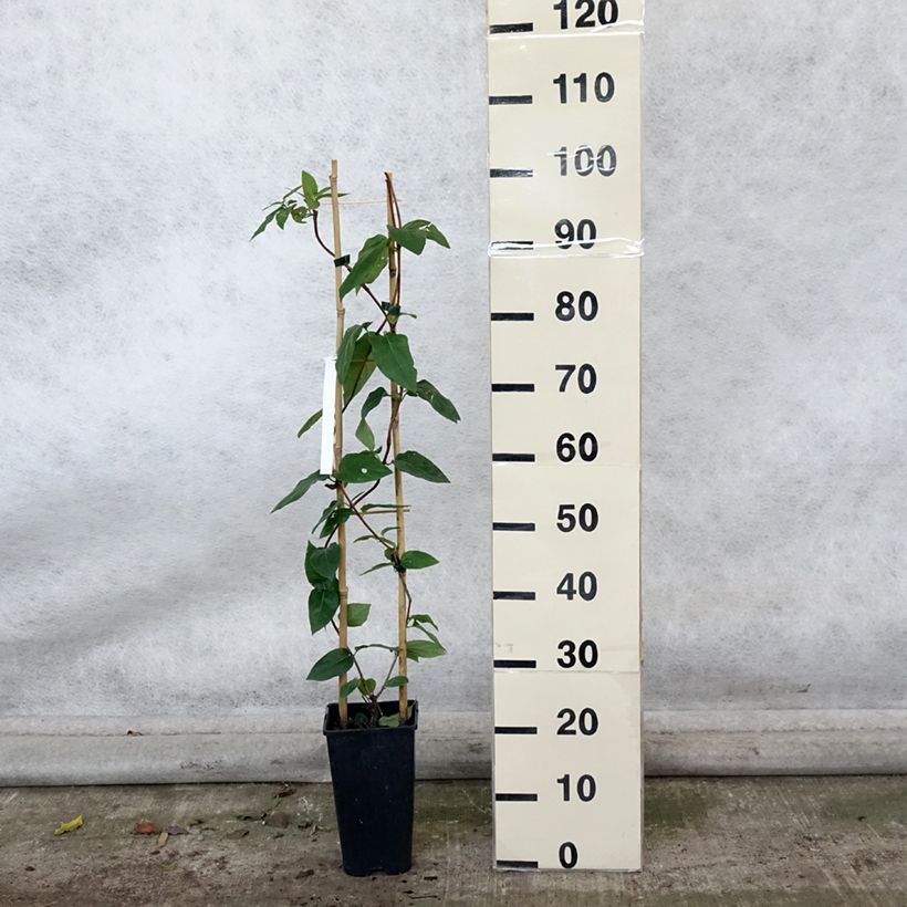 Example of Lonicera similis var. delavayi - Schlingende Heckenkirsche Topf mit 2L/3L as you get in automne