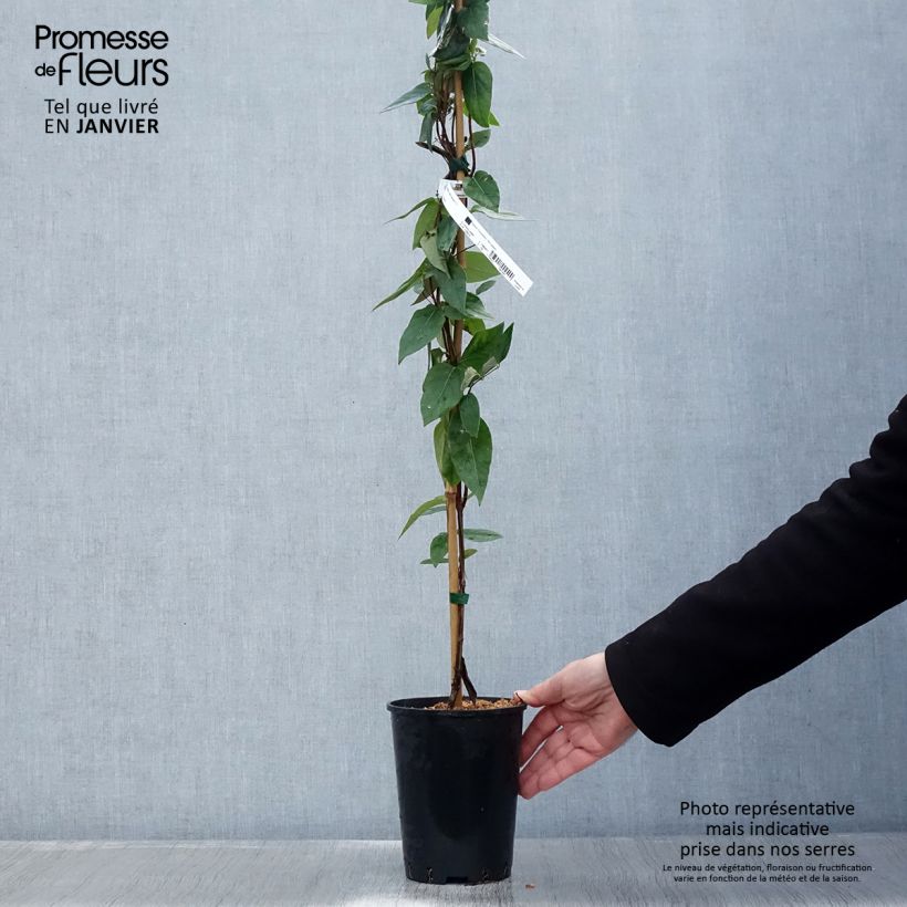 Exemplar von Lonicera similis var. delavayi - Schlingende Heckenkirsche Topf mit 2L/3L wie im Winter geliefert