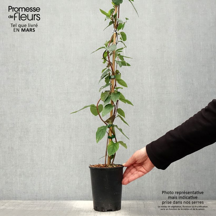 Exemplar von Lonicera similis var. delavayi - Schlingende Heckenkirsche Topf mit 2L/3L wie im Frühjahr geliefert