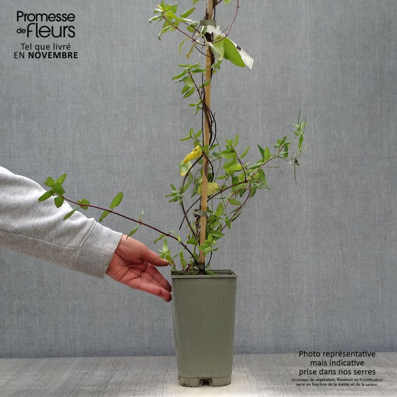 Example of Lonicera japonica Aureoreticulata - Japanisches Geißblatt Topf mit 2L/3L as you get in automne