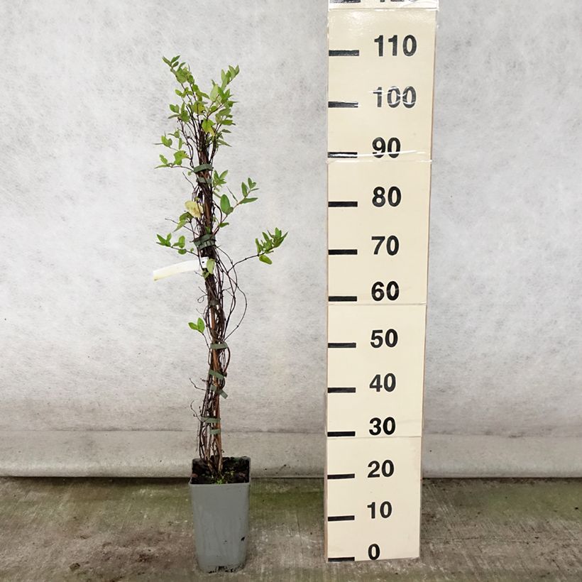 Exemplar von Lonicera japonica Aureoreticulata - Japanisches Geißblatt Topf mit 2L/3L wie im Sommer geliefert