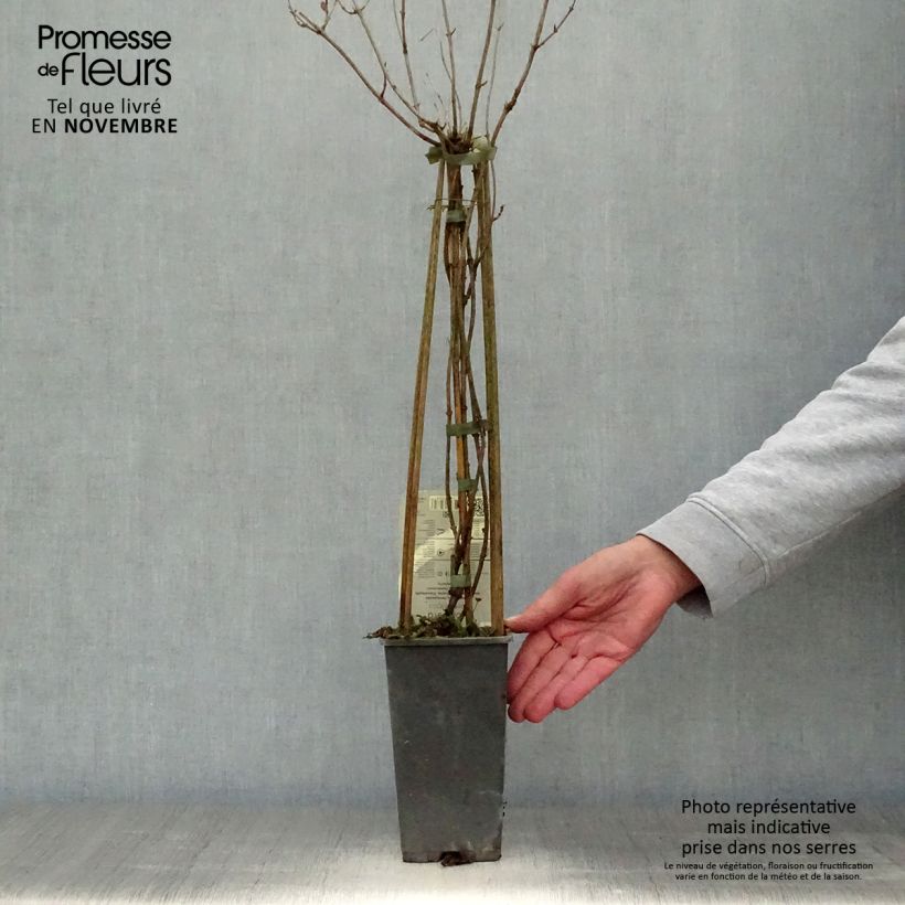 Example of Lonicera periclymenum Belgica - Wald-Geißschlinge Topf mit 1,5L/2L as you get in automne