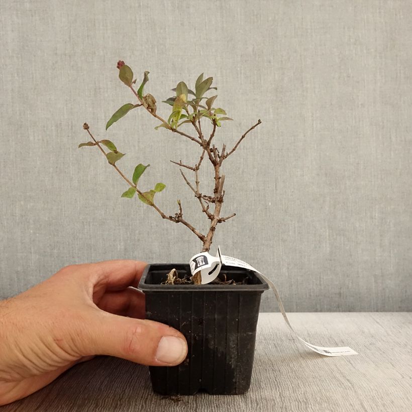 Example of Lonicera periclymenum Chic et Choc - Wald-Geißschlinge Kleine Töpfe von 8/9 cm as you get in automne