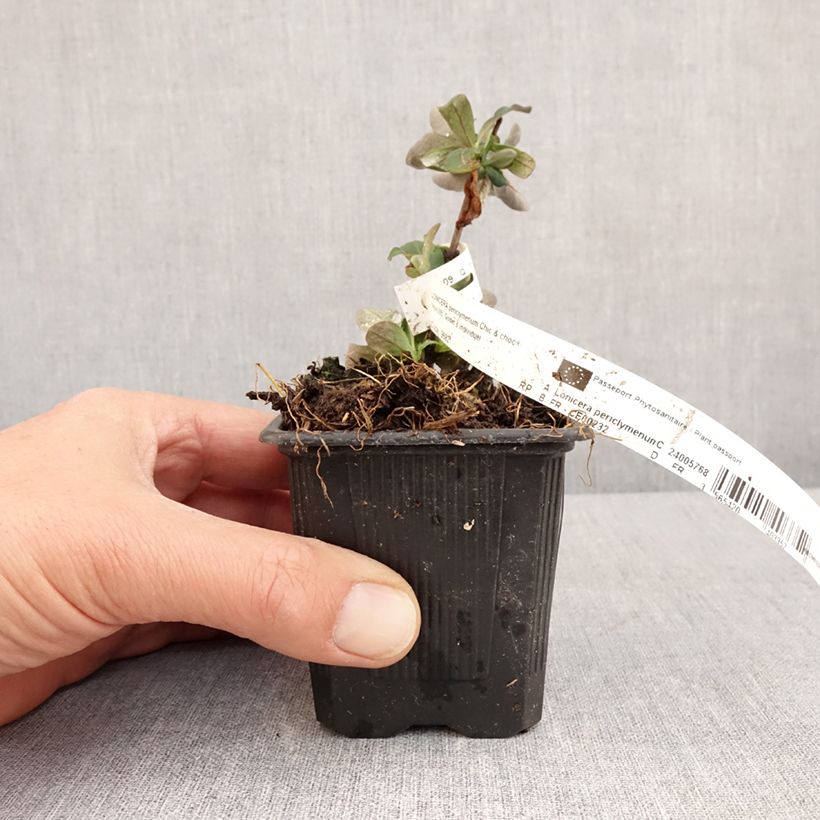 Exemplar von Lonicera periclymenum Chic et Choc - Wald-Geißschlinge Kleine Töpfe von 8/9 cm wie im Frühjahr geliefert