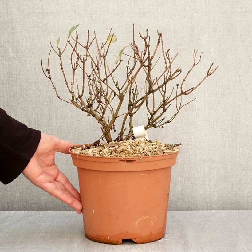 Exemplar von Lonicera periclymenum Chic et Choc - Wald-Geißschlinge Topf mit 2L/3L wie im Herbst geliefert