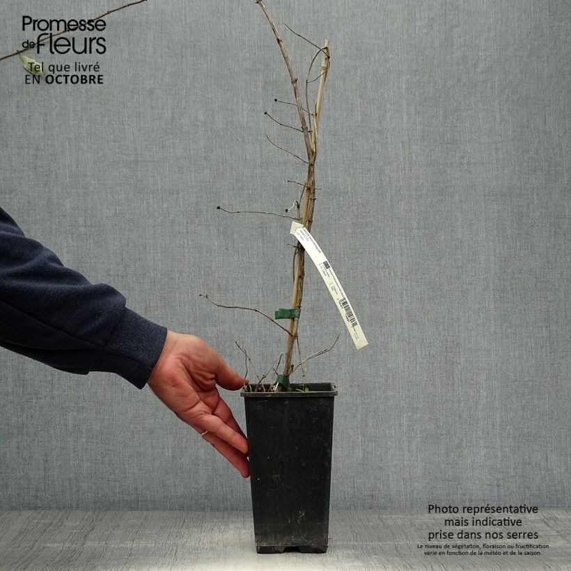Example of Lonicera Harlequin - Wald-Geißschlinge Topf mit 1,5L/2L as you get in automne