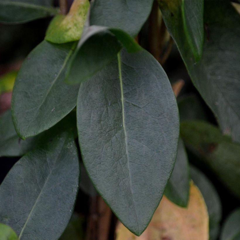 Lonicera periclymenum Scentsation - Wald-Geißschlinge (Foliage)