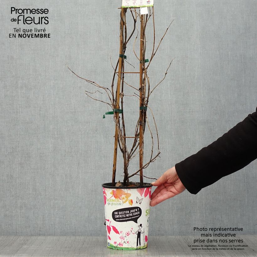 Example of Lonicera brownii Golden Trumpet - Geißblatt Topf mit 2L/3L as you get in automne