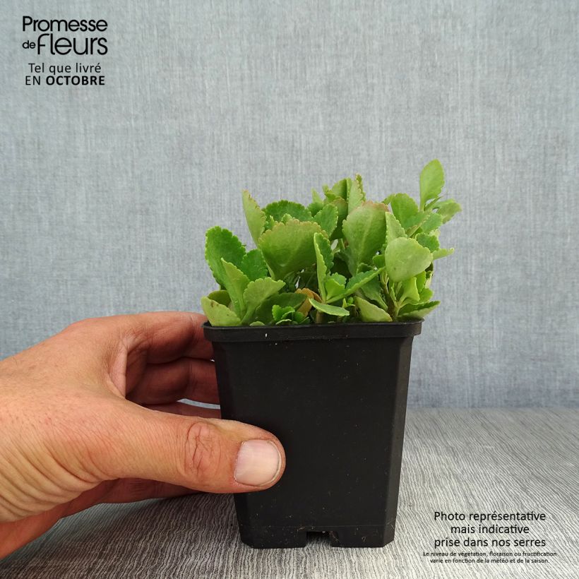 Example of Chiastophyllum oppositifolium - Walddickblatt Kleine Töpfe von 8/9 cm as you get in automne