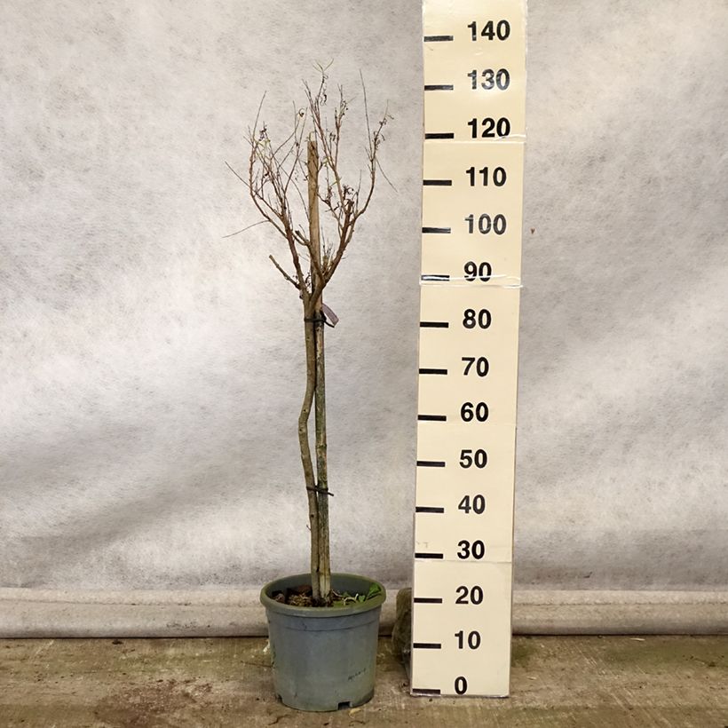 Example of Chilopsis linearis - Wüstenweide Topf mit 12L/15L as you get in automne