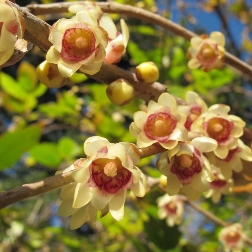 Chimonanthus praecox - Winterblume (Flowering)