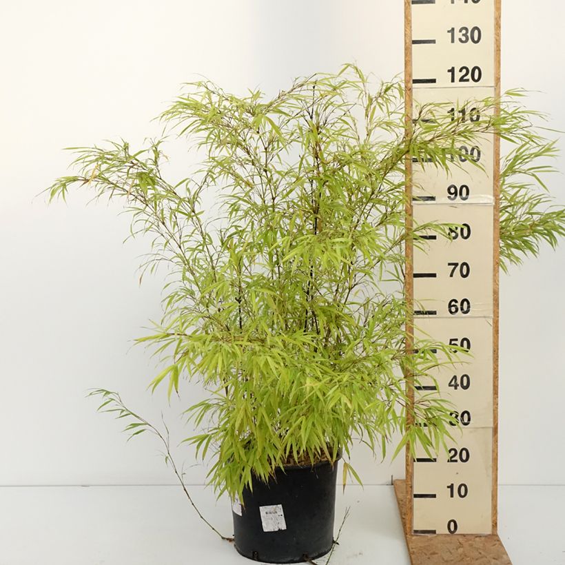 Exemplar von Chimonobambusa tumidissinoda Macrophylla - Bambus Topf mit 12L/15L wie im Herbst geliefert