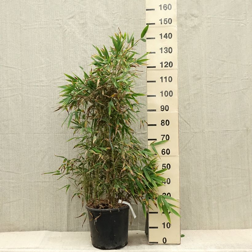 Example of Chimonobambusa tumidissinoda Macrophylla - Bambus Topf mit 12L/15L as you get in ete