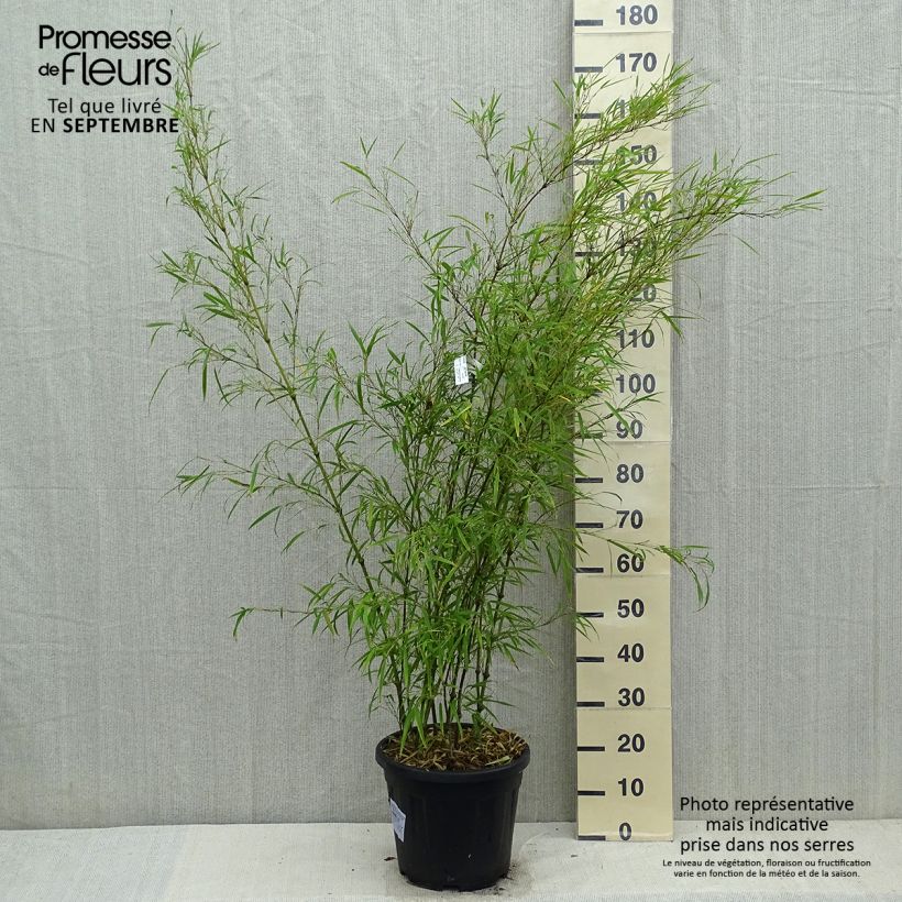 Example of Chimonobambusa tumidissinoda Microphylla - Bambus Topf mit 12L/15L as you get in automne