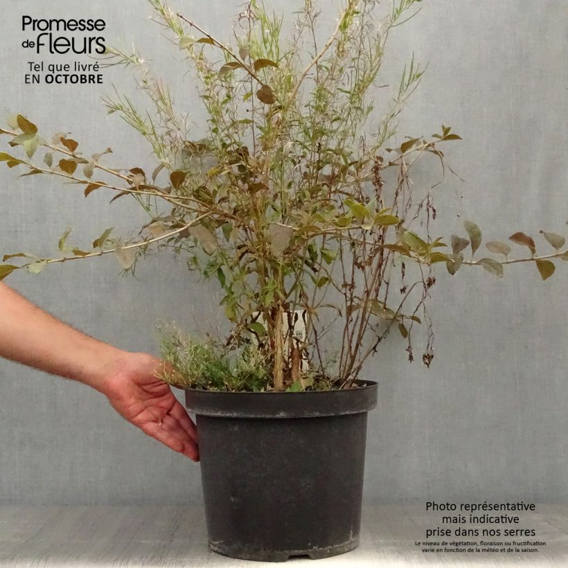 Example of Chionanthus retusus - Chinesischer Schneeflockenstrauch Topf mit 7,5L/10L as you get in automne