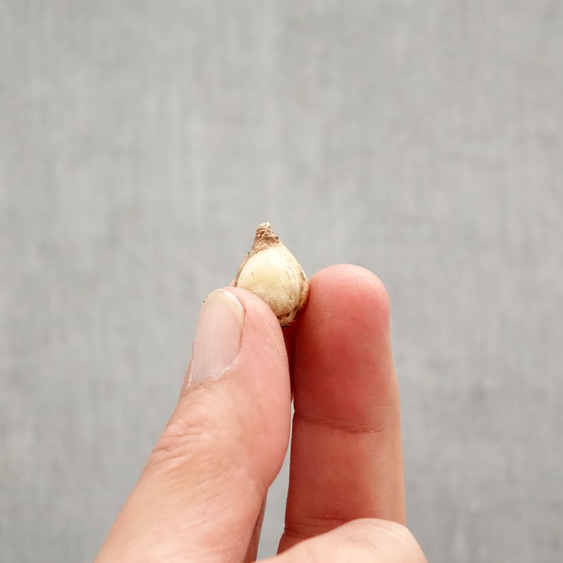 Exemplar von Chionodoxa forbesii Mix - Schneestolz Zwiebel Kaliber/Größe 5+ wie im Frühjahr geliefert