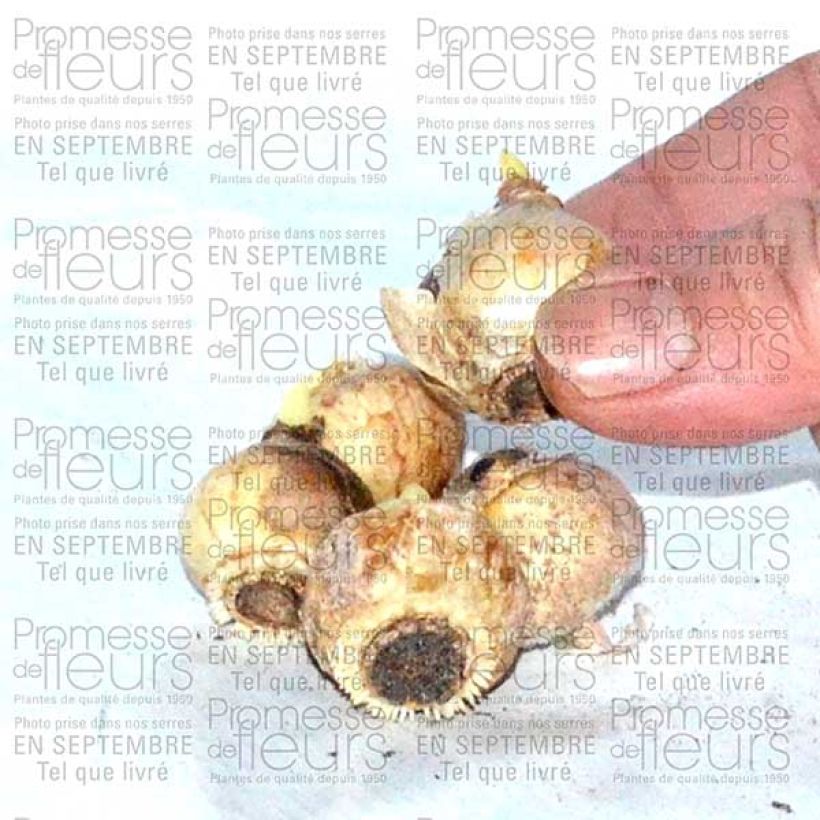 Example of Chionodoxa forbesii Blue Giant - Schneestolz Zwiebel size 5+ as you get