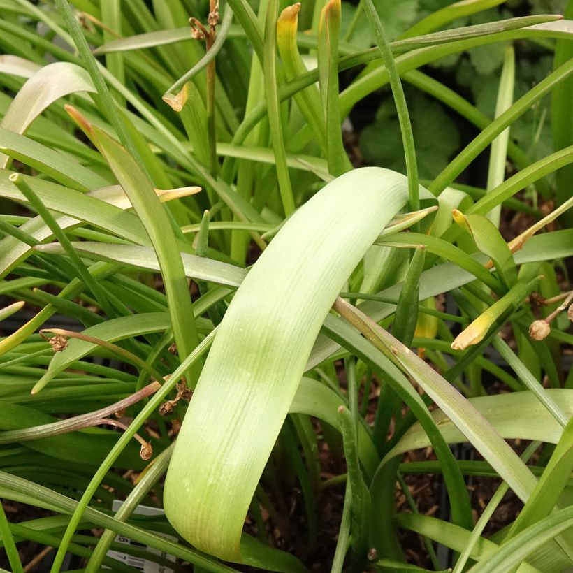 Chionodoxa forbesii Pink Giant - Schneestolz (Laub)