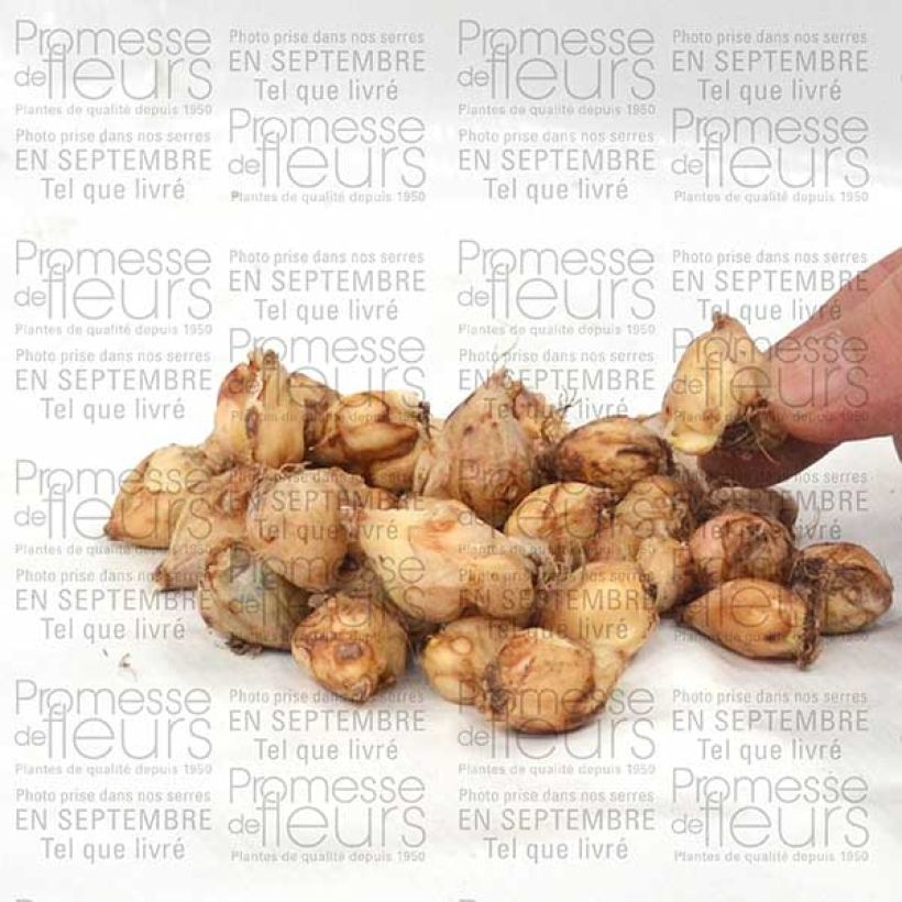 Example of Chionodoxa forbesii Violet Beauty - Schneestolz Zwiebel size 5+ as you get