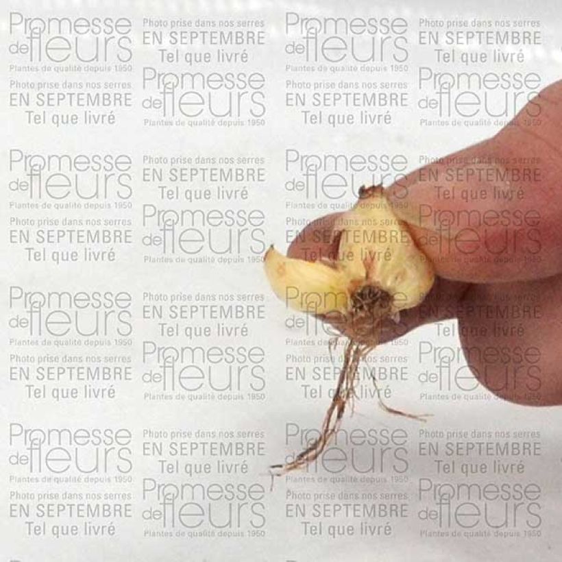 Example of Chionodoxa luciliae - Schneestolz Zwiebel size 5+ as you get