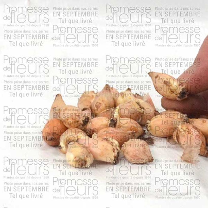 Example of Chionodoxa luciliae Alba - Schneestolz Zwiebel size 5+ as you get