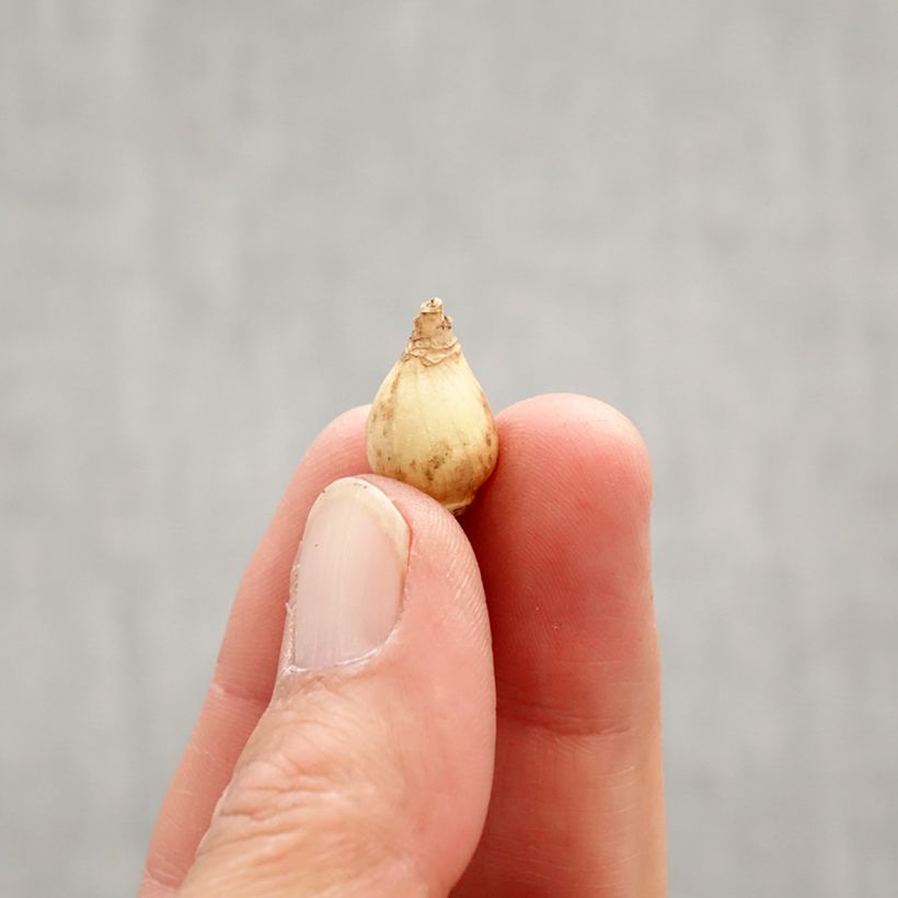 Exemplar von Chionodoxa luciliae Rosy Queen - Schneestolz Zwiebel Kaliber/Größe 5+ wie im Frühjahr geliefert