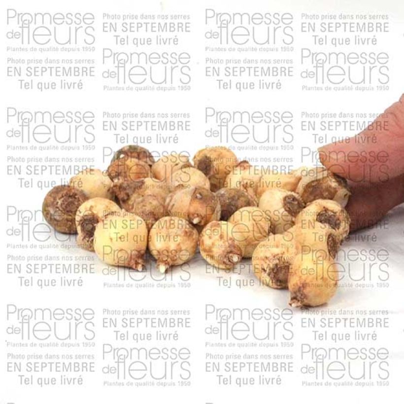 Example of Chionodoxa sardensis - Dunkle Sternhyazinthe Zwiebel size 5+ as you get