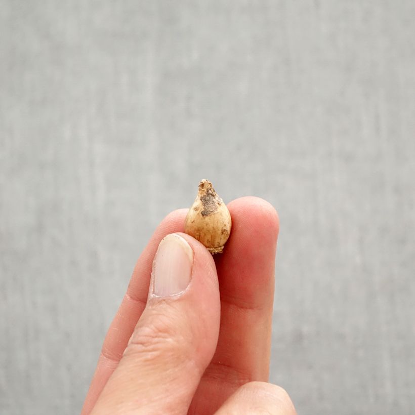 Exemplar von Chionodoxa sardensis - Dunkle Sternhyazinthe Zwiebel Kaliber/Größe 5+ wie im Frühjahr geliefert