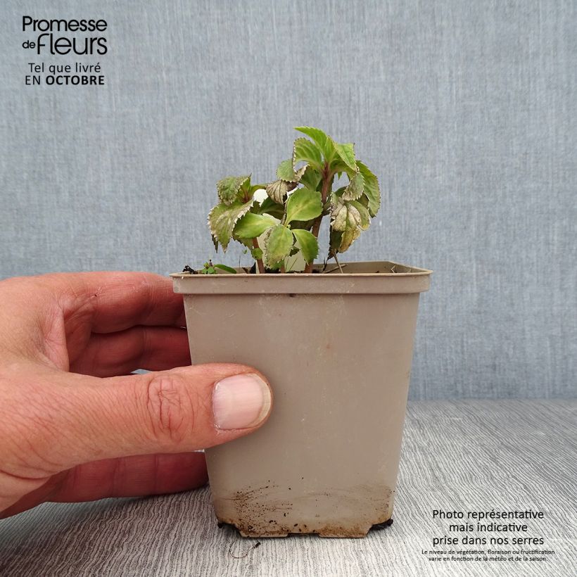 Example of Chloranthus japonicus Kleine Töpfe von 8/9 cm as you get in automne
