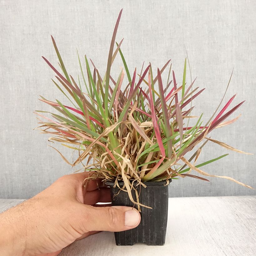 Exemplar von Chloris distichophylla Kleine Töpfe von 8/9 cm wie im Sommer geliefert