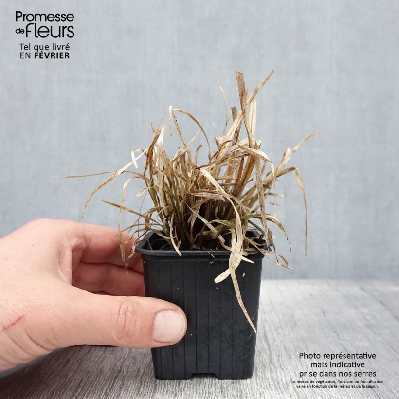 Exemplar von Chloris distichophylla Kleine Töpfe von 8/9 cm wie im Winter geliefert