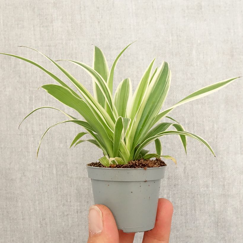 Example of Chlorophytum Irish - Grünlilie Mini-plante as you get in printemps