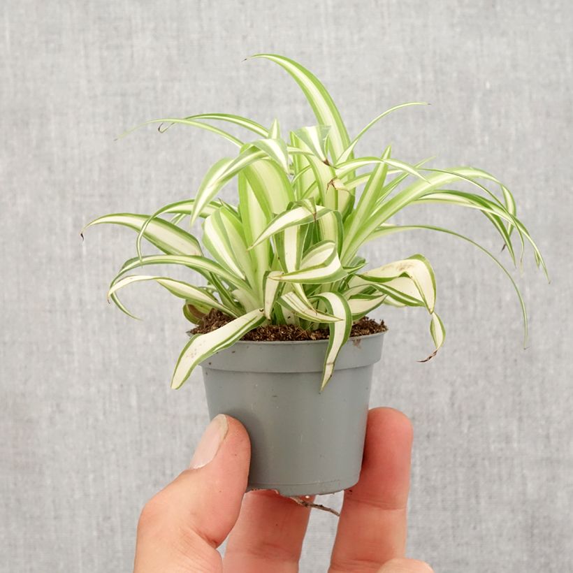 Example of Chlorophytum Variegatum - Grünlilie Mini-plante as you get in printemps