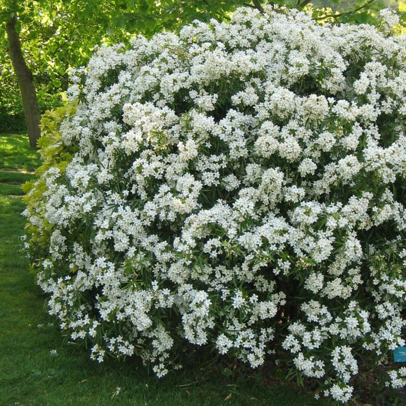 Orangenblume Aztec Pearl - Choisya ternata (Plant habit)