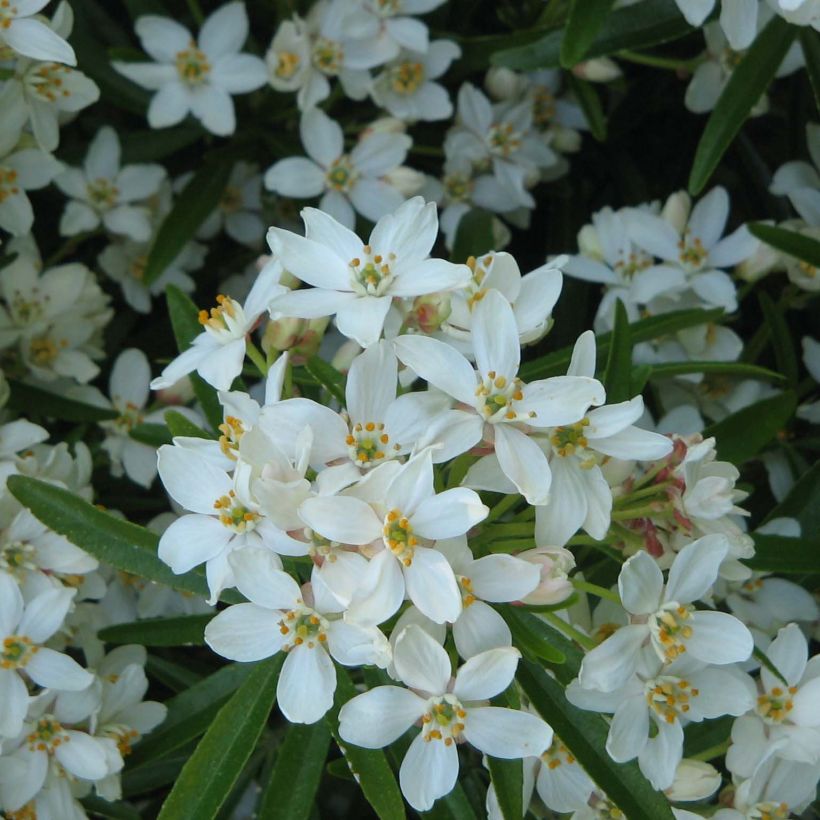 Orangenblume Aztec Pearl - Choisya ternata (Flowering)