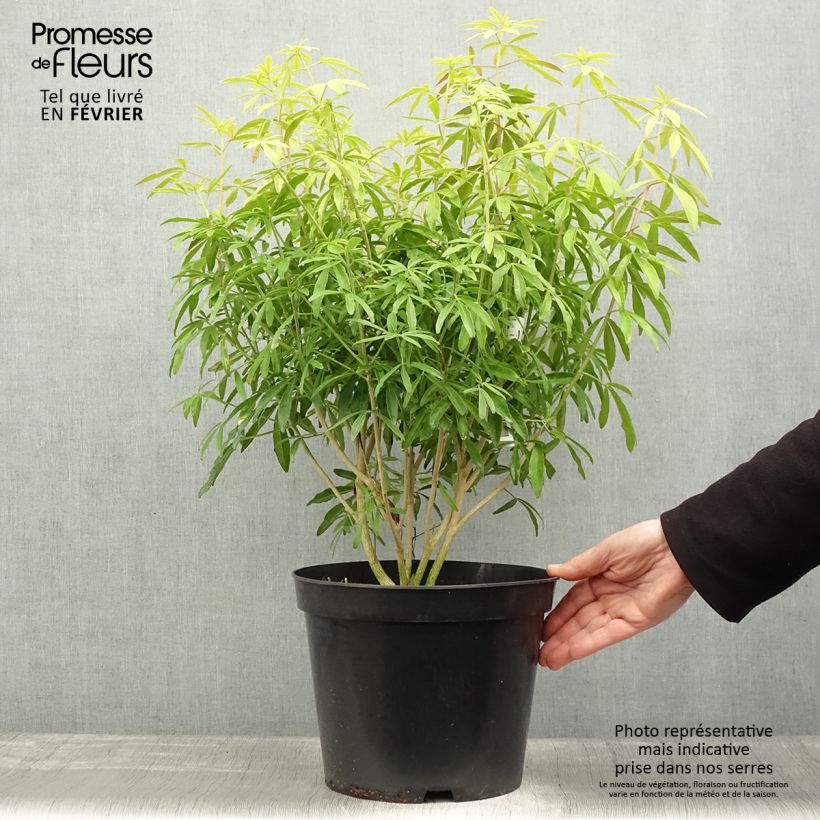 Exemplar von Orangenblume Goldfinger - Choisya ternata Topf mit 7,5L/10L wie im Winter geliefert