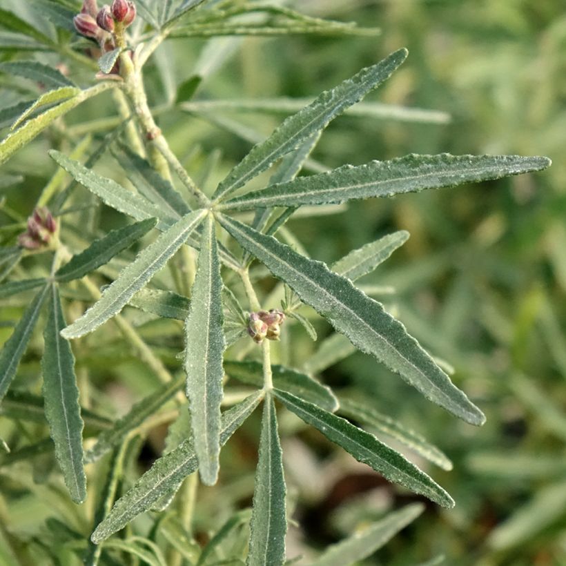 Orangenblume Little Bee - Choisya ternata (Foliage)
