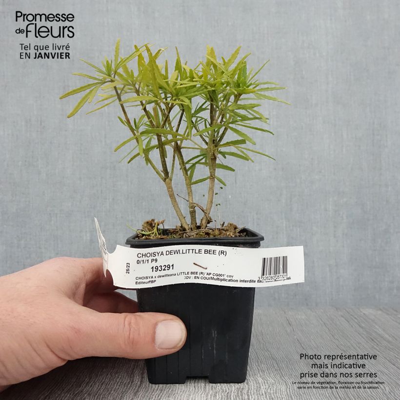 Exemplar von Orangenblume Little Bee - Choisya ternata Kleine Töpfe von 8/9 cm wie im Winter geliefert